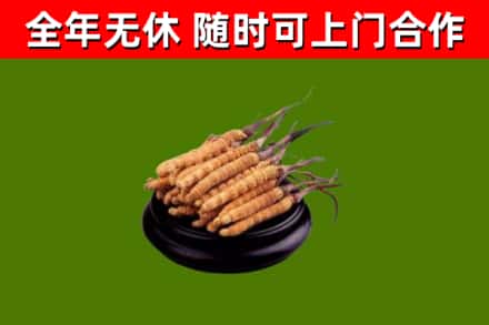 安丘烟酒回收冬虫夏草.jpg