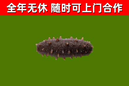 安丘烟酒回收干海参.jpg